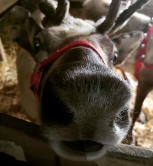 Cressing Temple Barns Magical Christmas