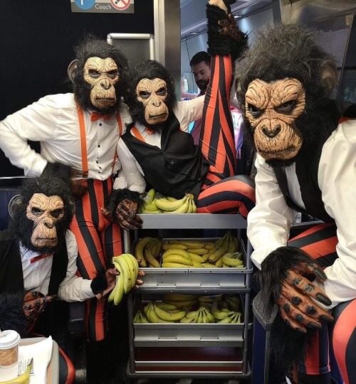 4 people in monkey costumes